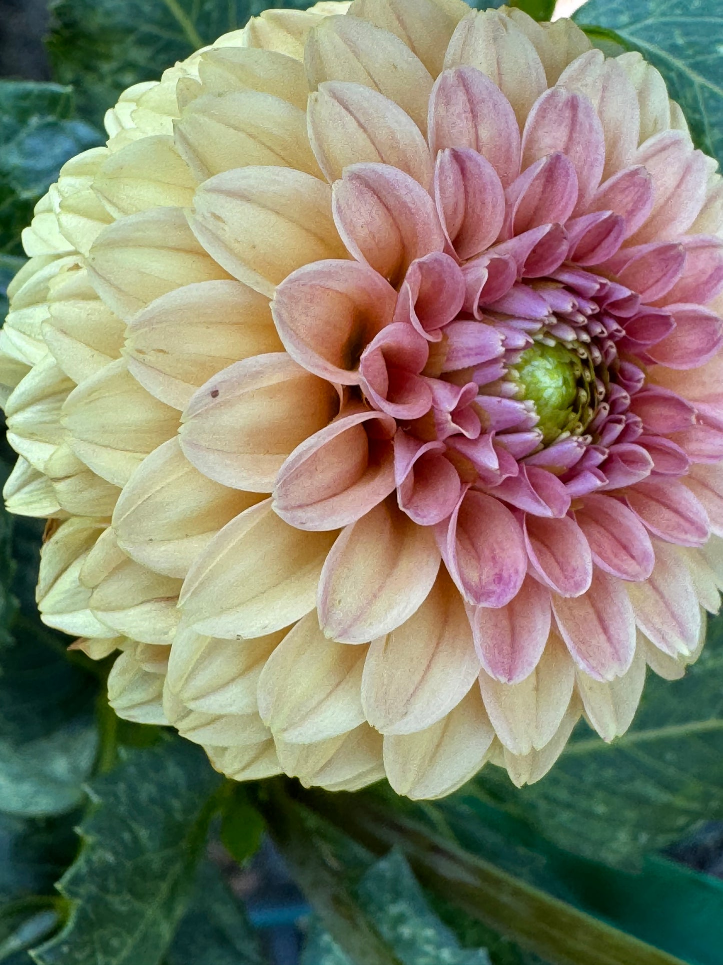 Rose Toscano Dahlia