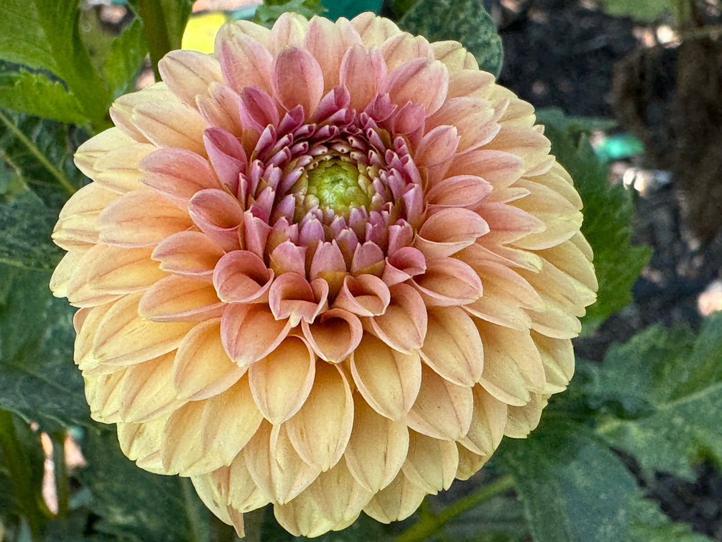 Rose Toscano Dahlia