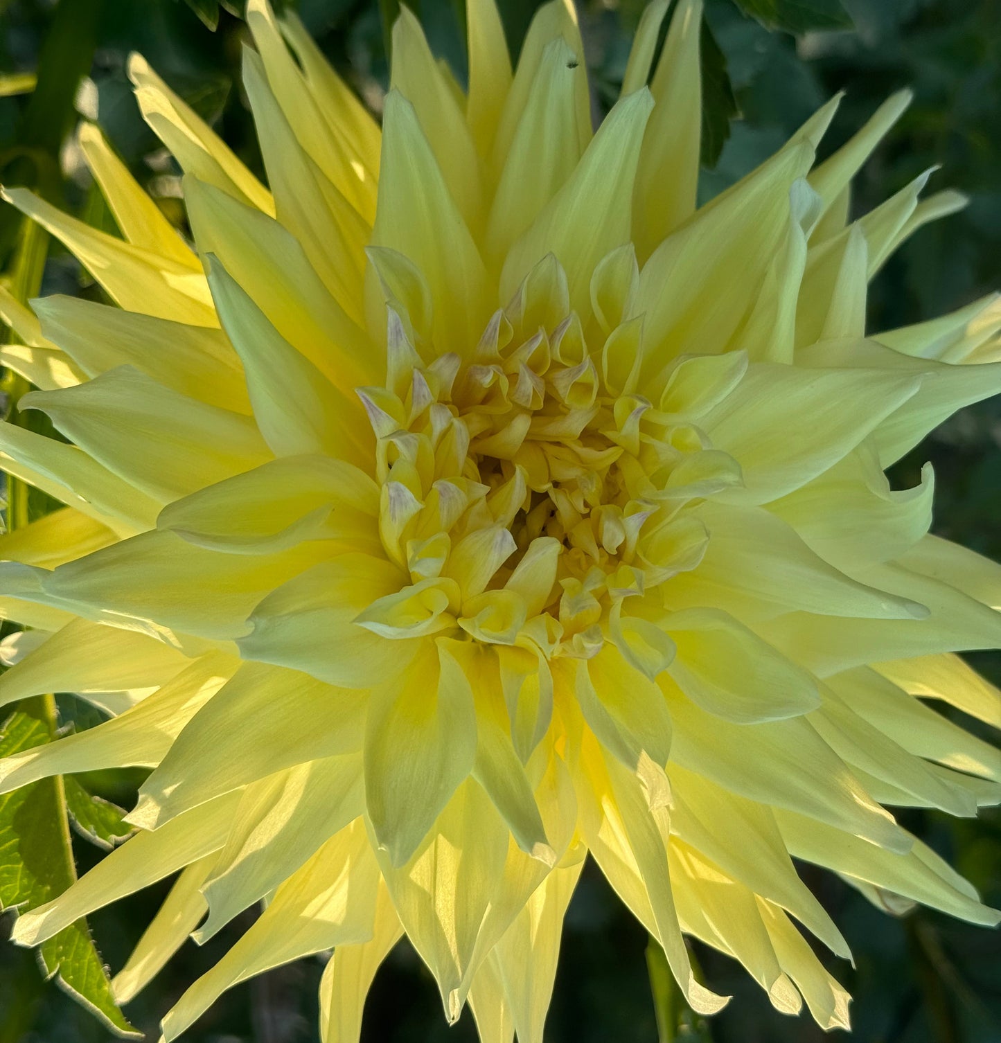 Narrows Big Boy Dahlia