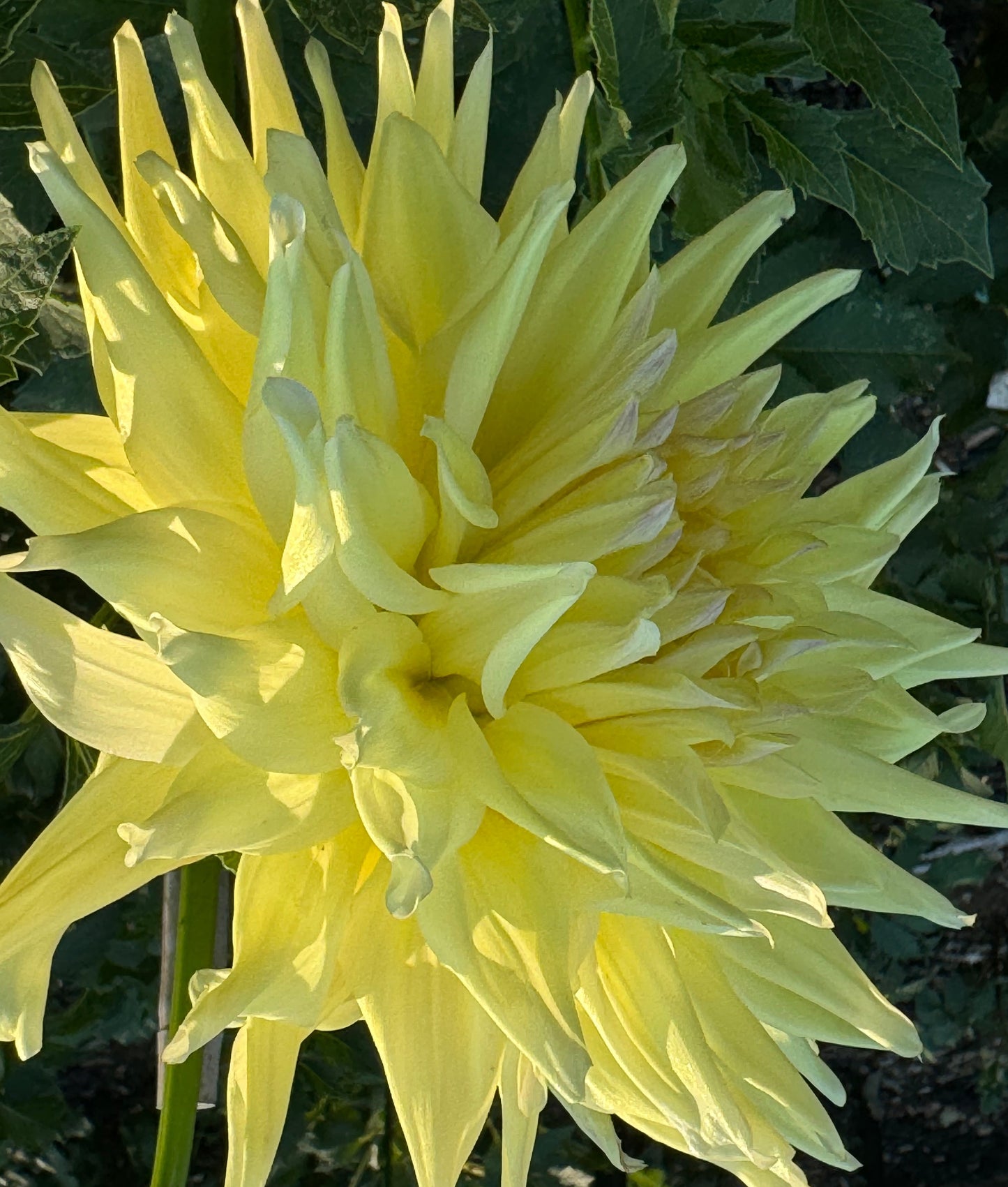 Narrows Big Boy Dahlia