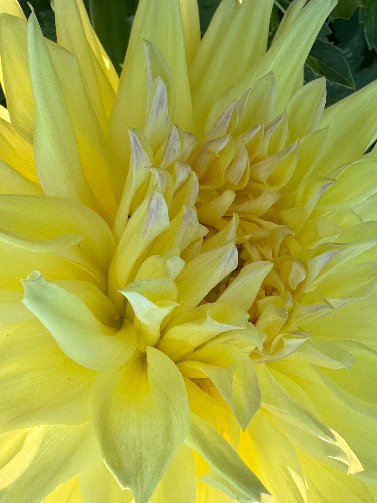 Narrows Big Boy Dahlia