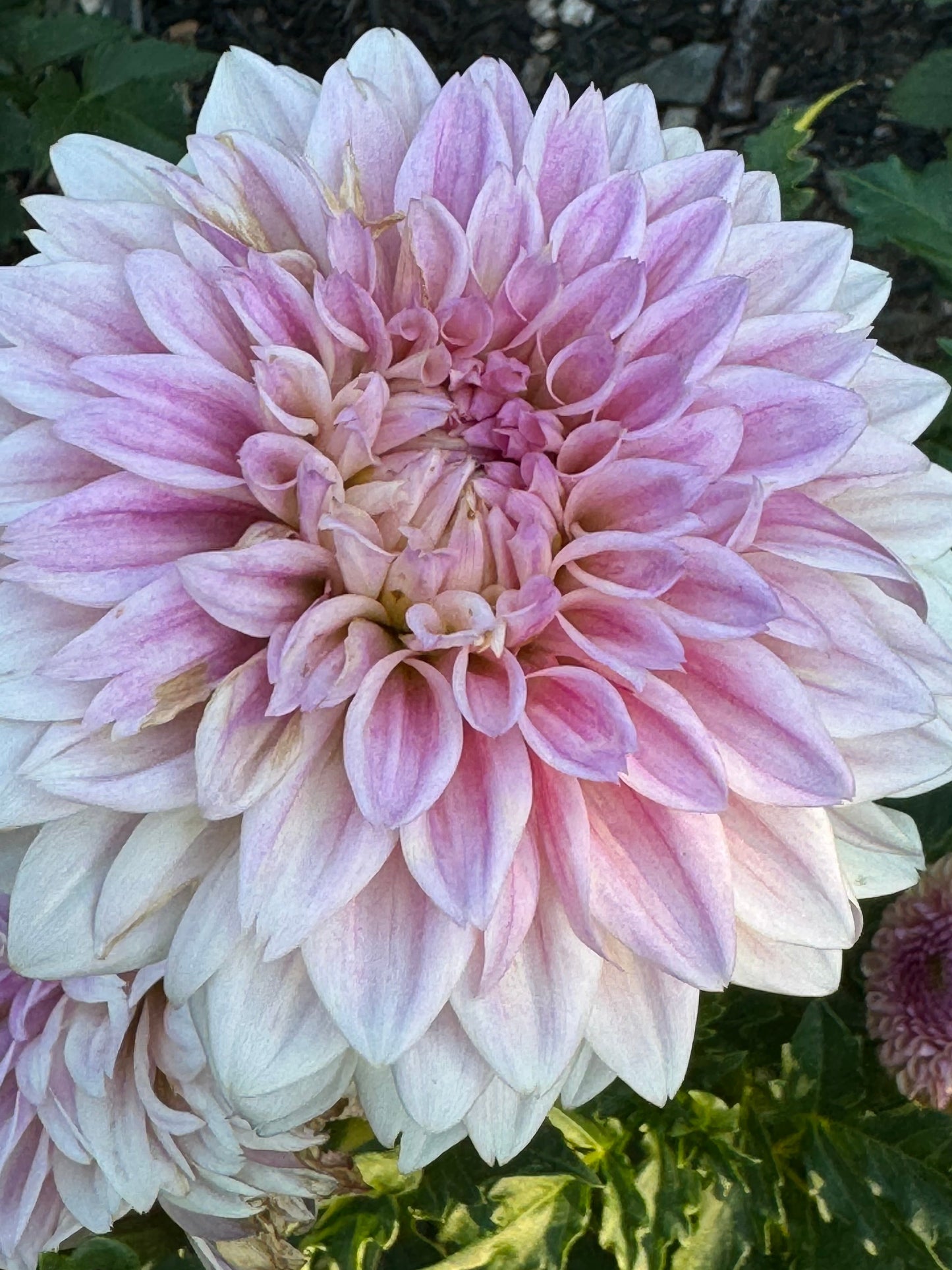 Coriallo Dahlia