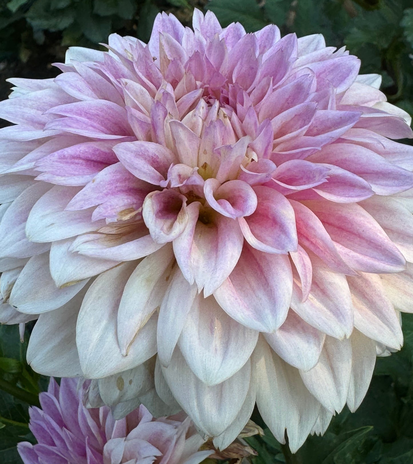 Coriallo Dahlia