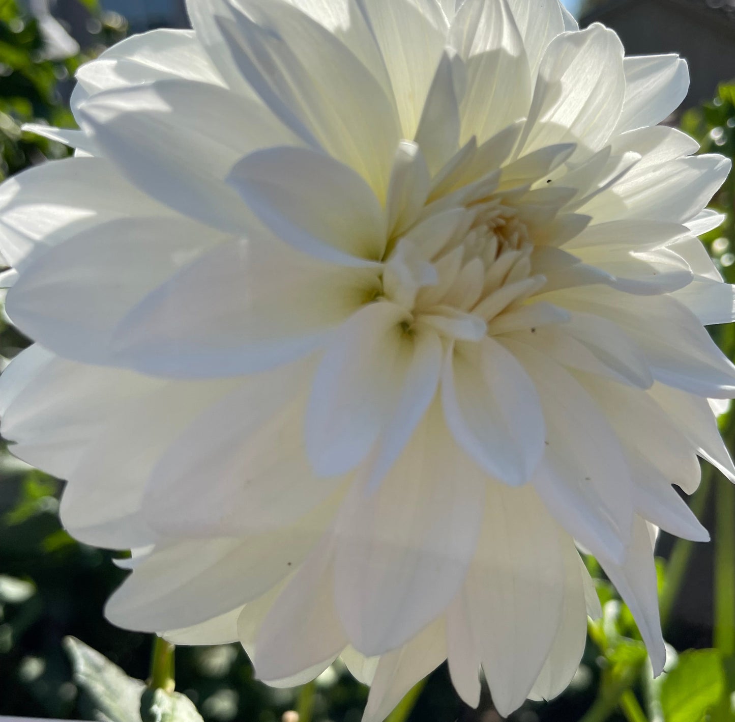 Tapioca Dahlia