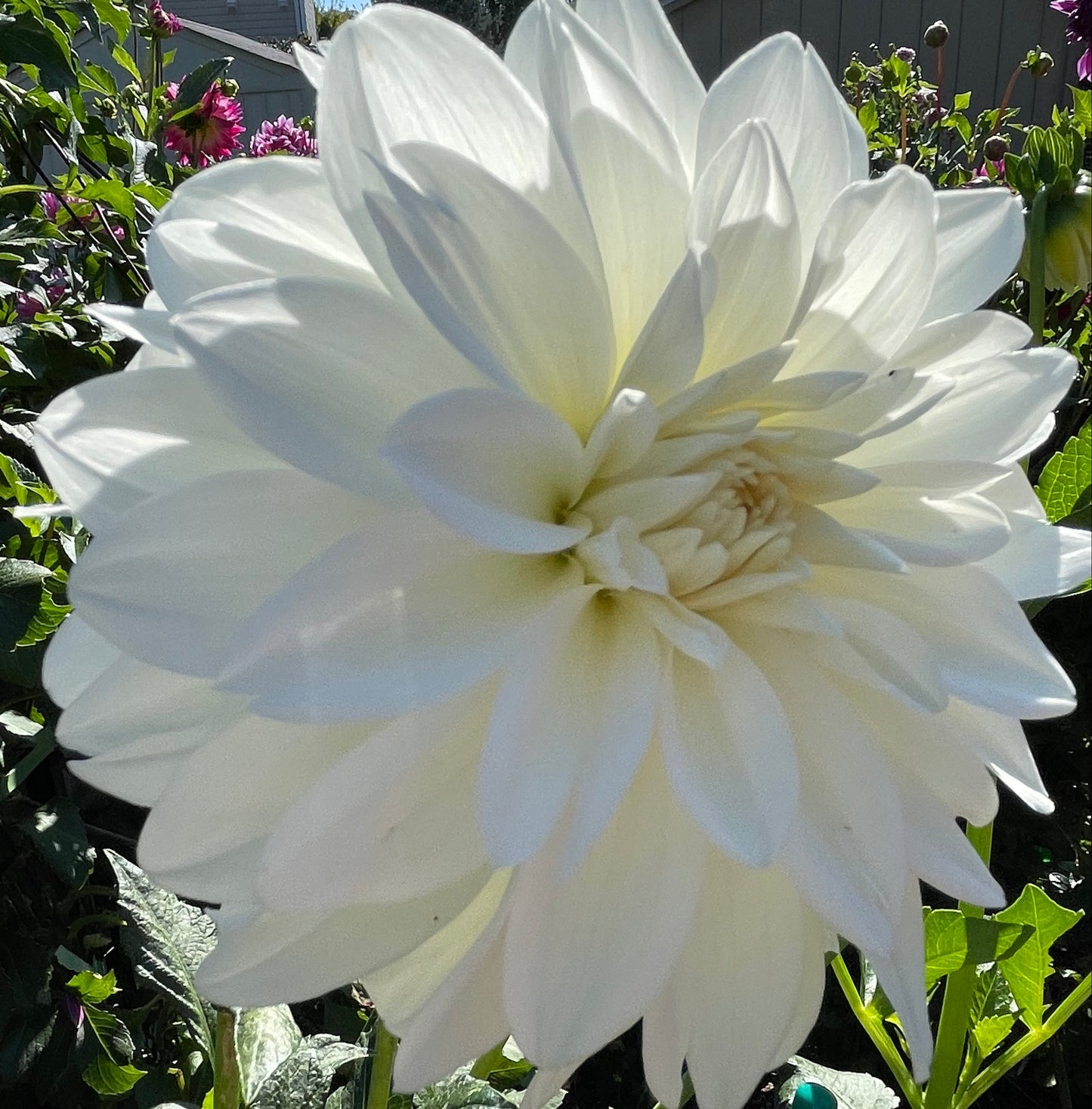 Tapioca Dahlia