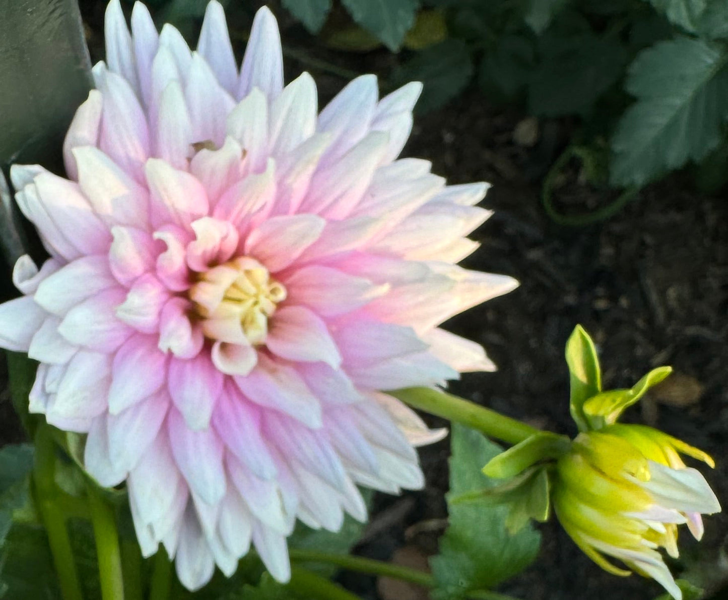 Hillcrest Candy Dahlia