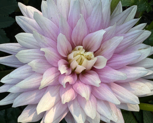 Hillcrest Candy Dahlia