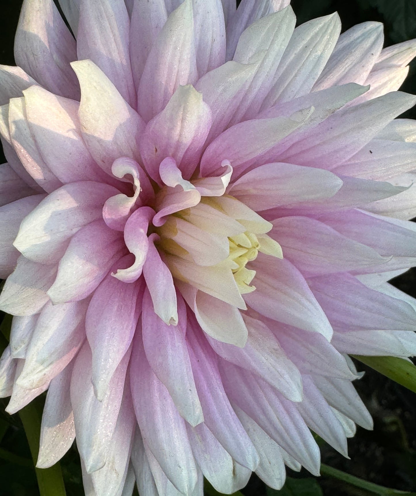 Hillcrest Candy Dahlia