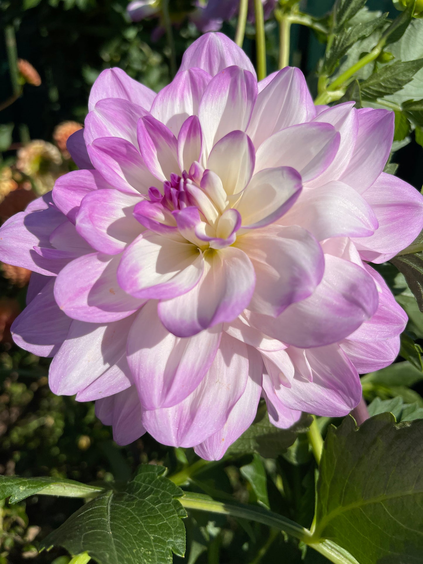 Sandia Melody Dahlia