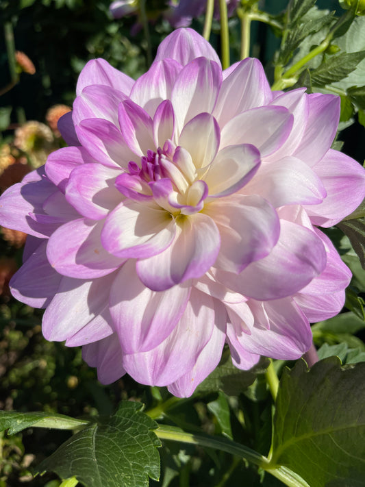 Sandia Melody Dahlia