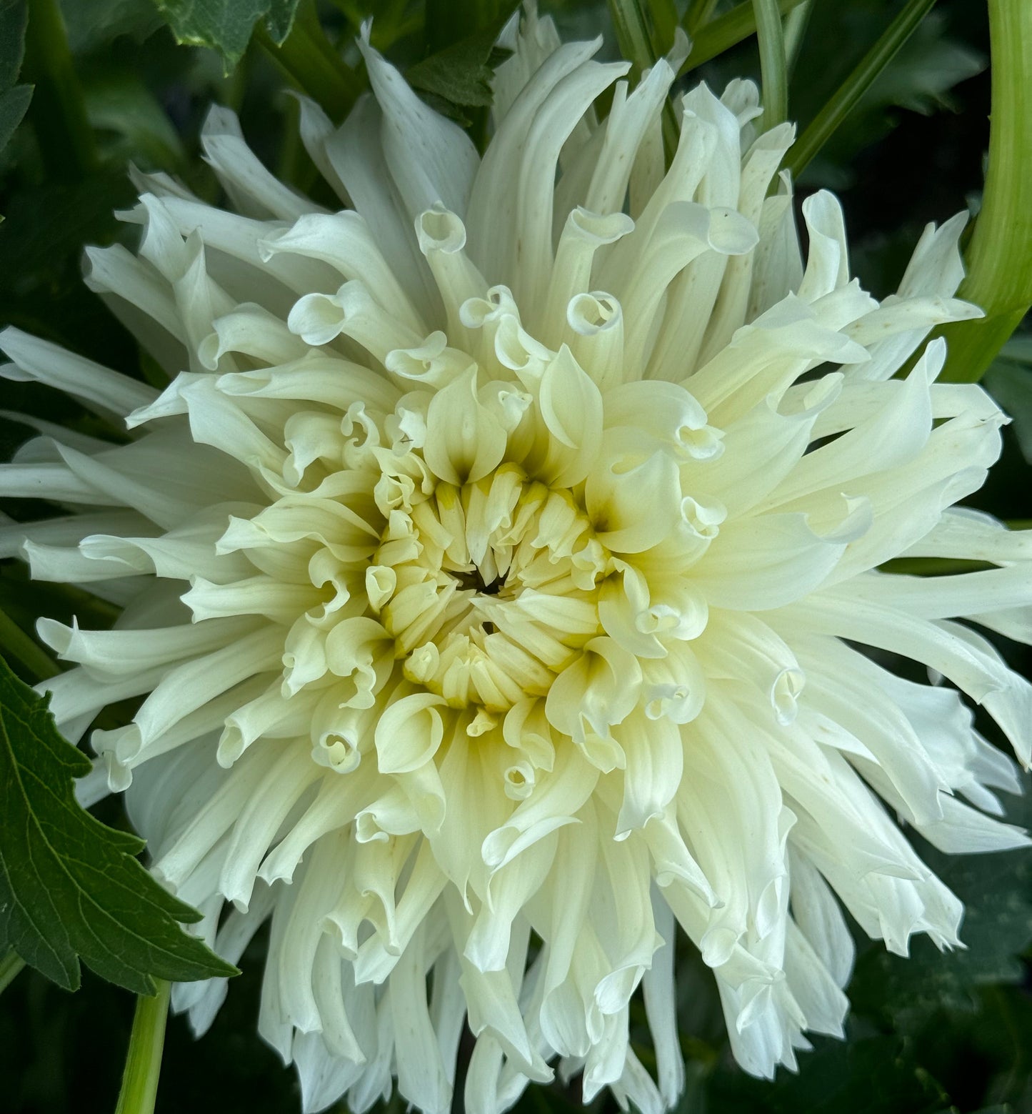 Sandia Icicle Dahlia