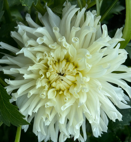 Sandia Icicle Dahlia