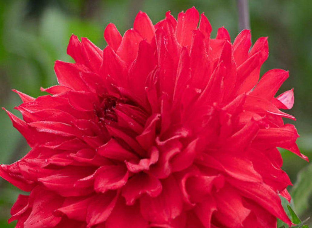 Bloomquist Compelling Dahlia