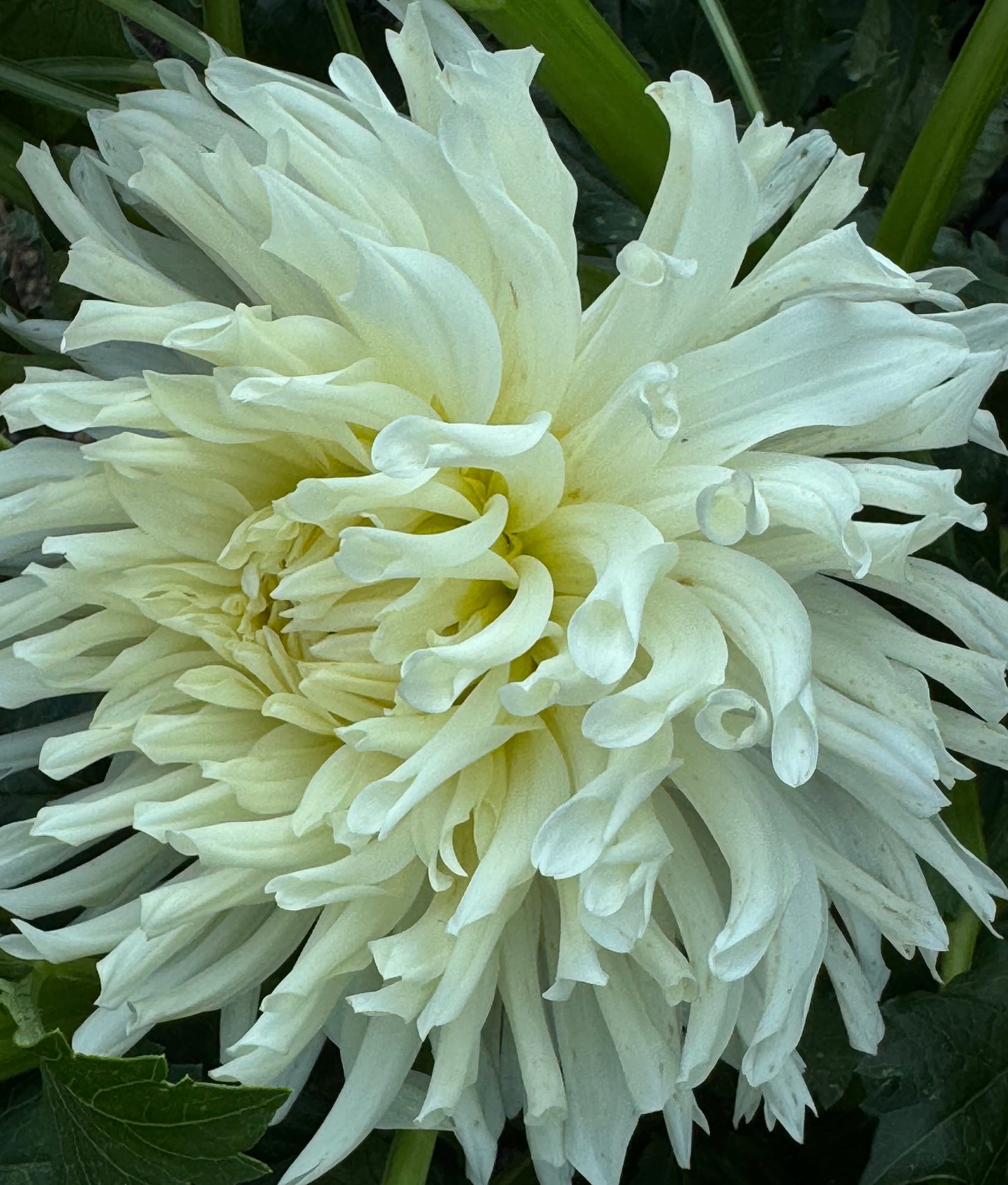 Sandia Icicle Dahlia