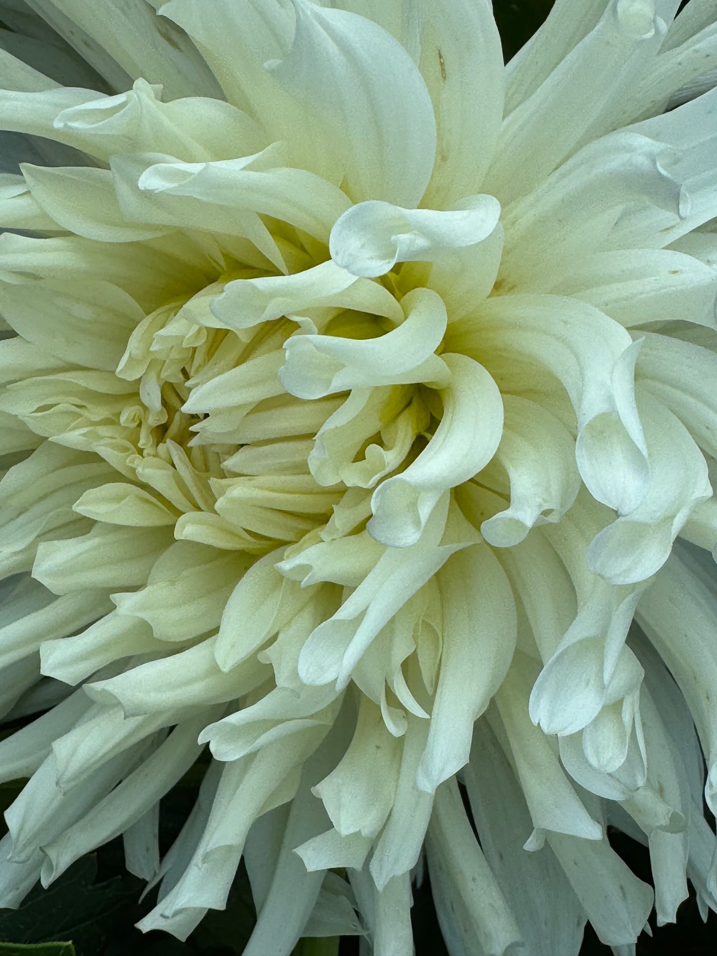 Sandia Icicle Dahlia