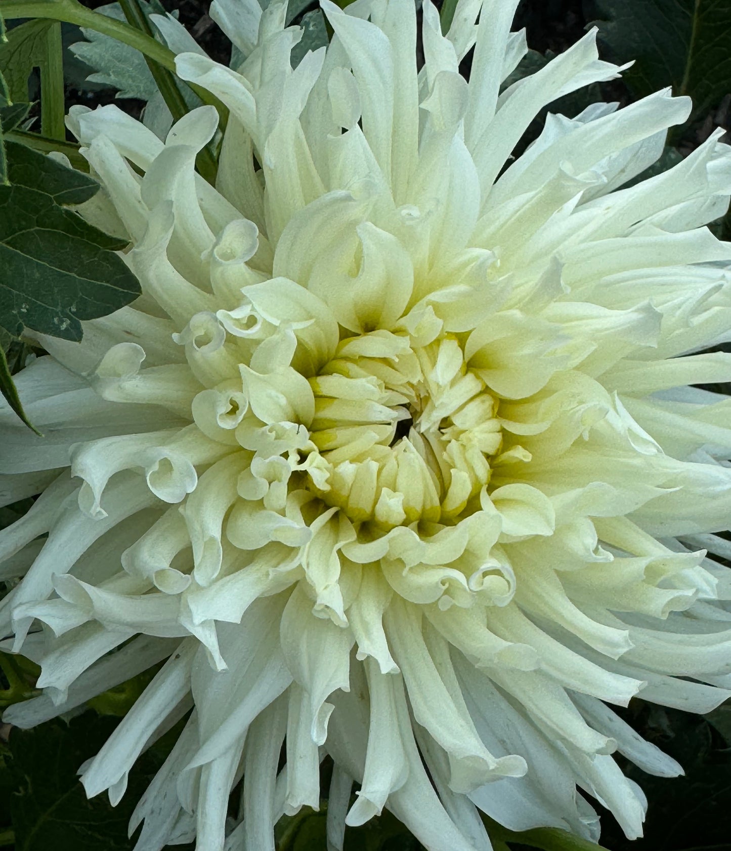 Sandia Icicle Dahlia