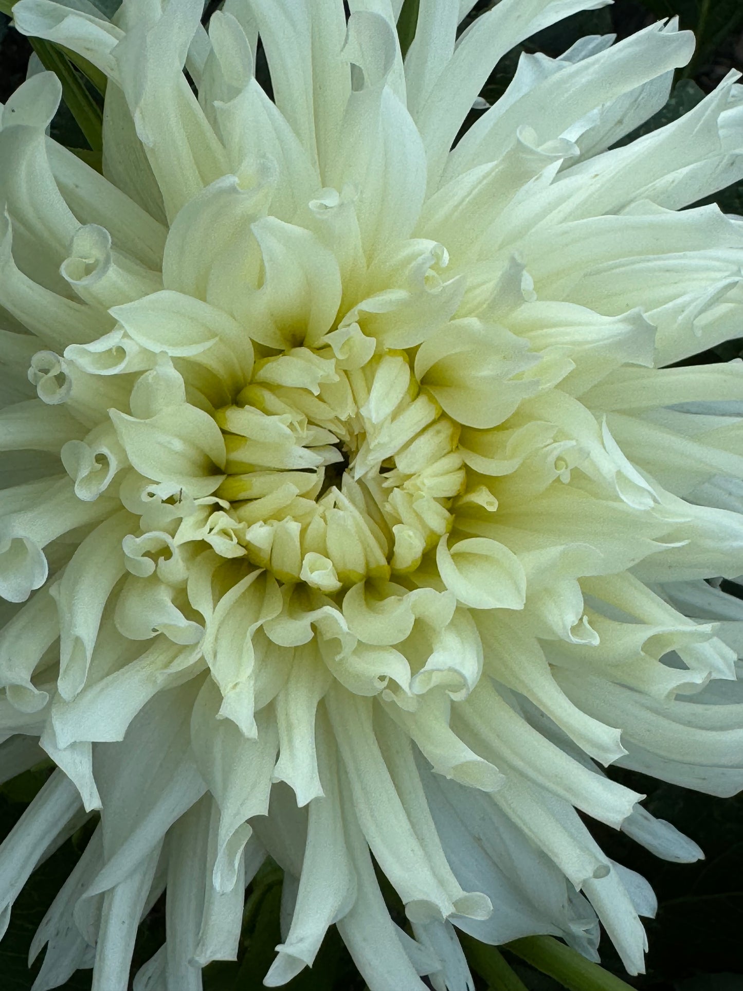 Sandia Icicle Dahlia