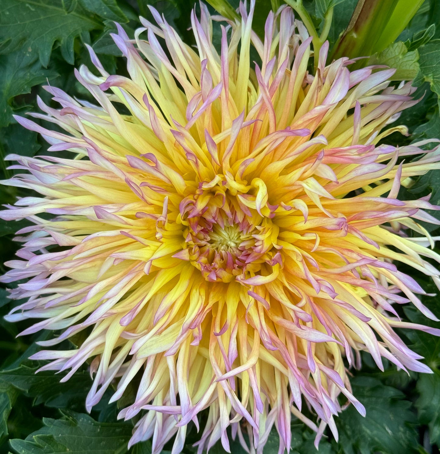 Bloomquist Behold The Glory Dahlia