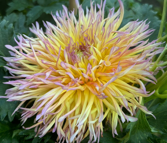 Bloomquist Behold The Glory Dahlia