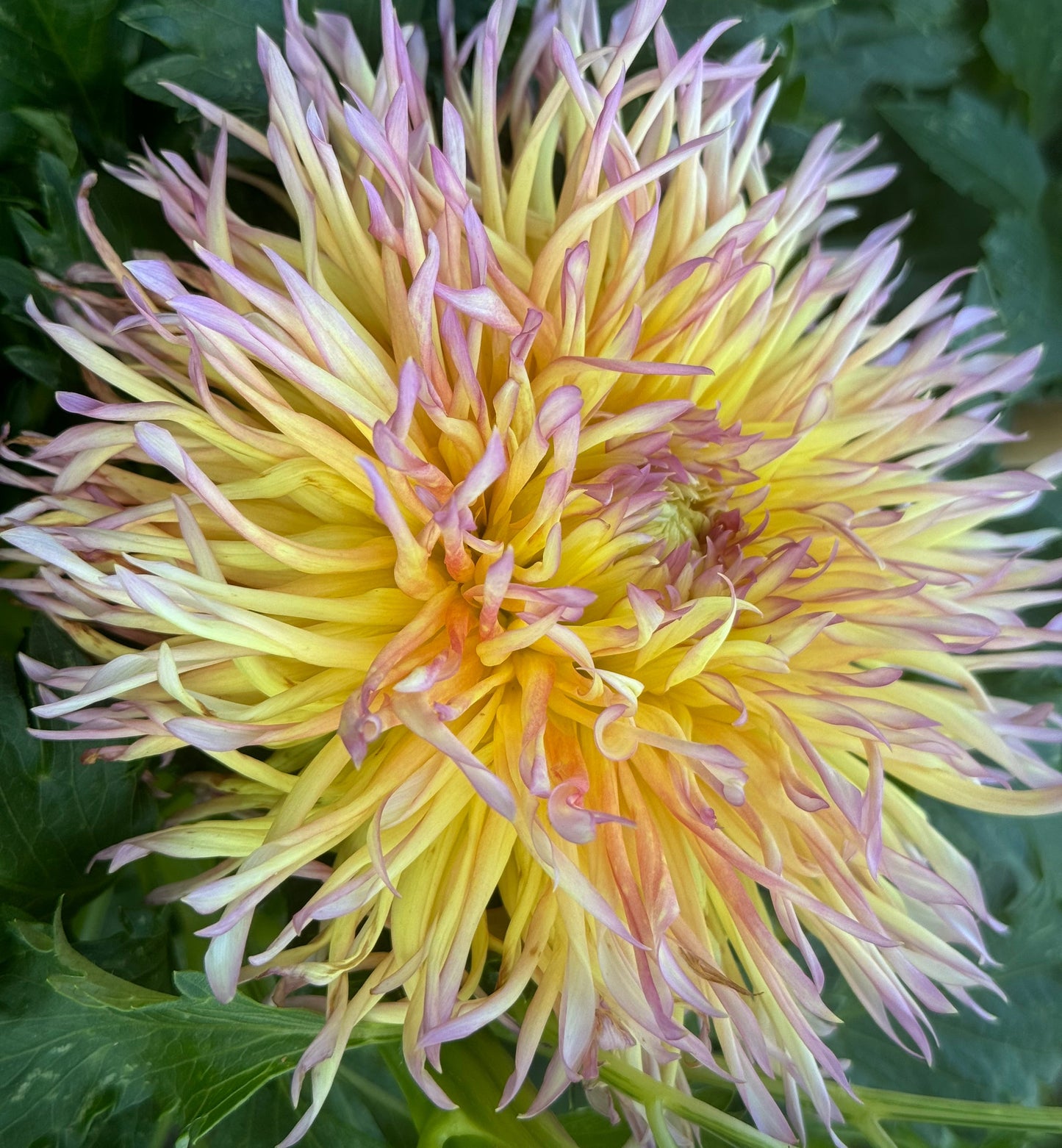 Bloomquist Behold The Glory Dahlia