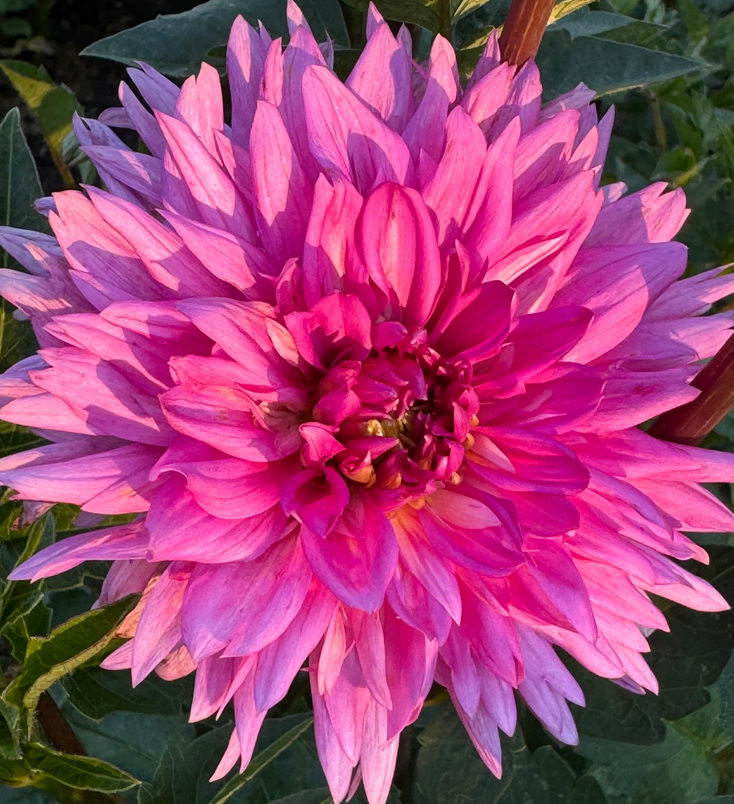 Bloomquist Laura Dahlia