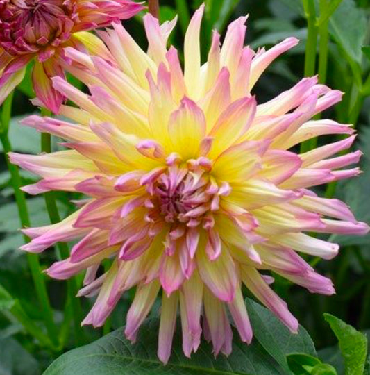 Granny Norman Dahlia