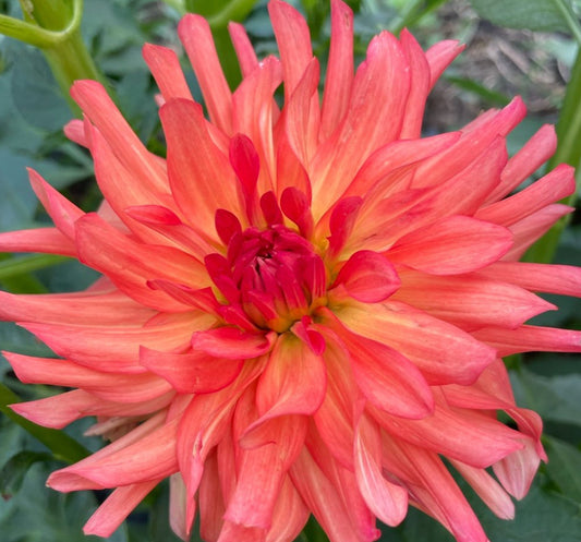 Baron Katie Dahlia