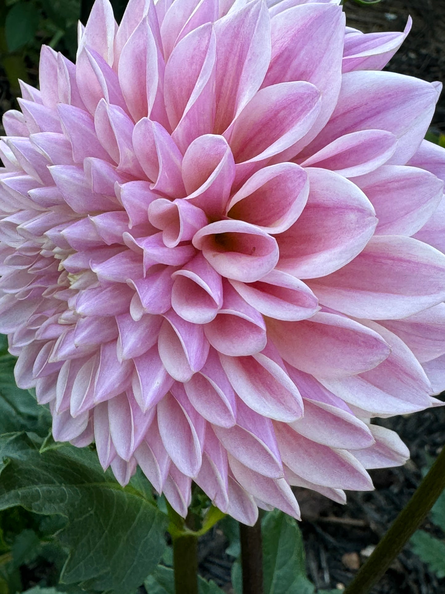 Glow Coralie Dahlia