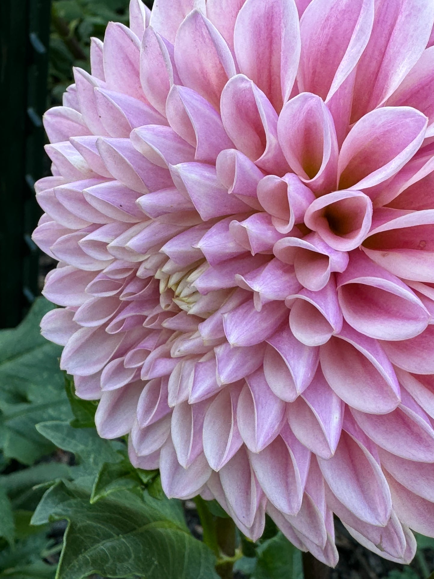 Glow Coralie Dahlia