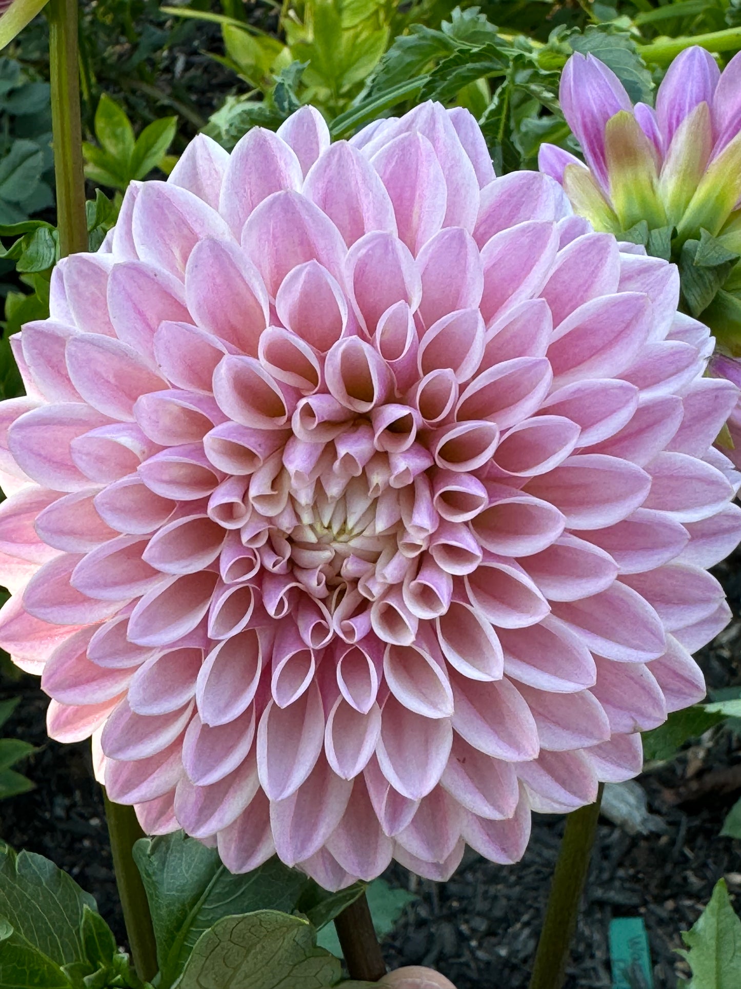 Glow Coralie Dahlia