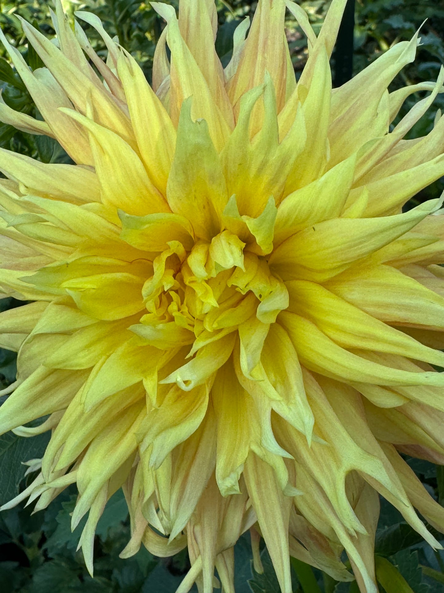 AC Big Johnson Dahlia