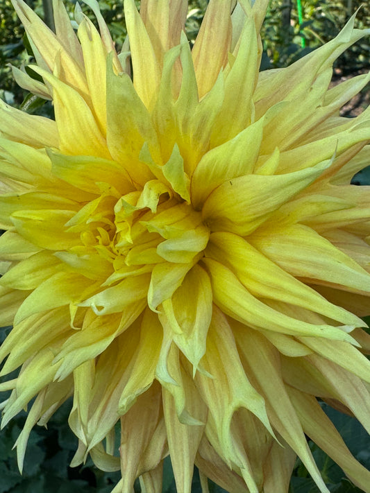 AC Big Johnson Dahlia