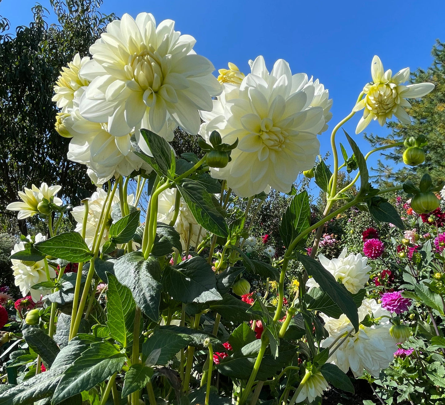 Tapioca Dahlia