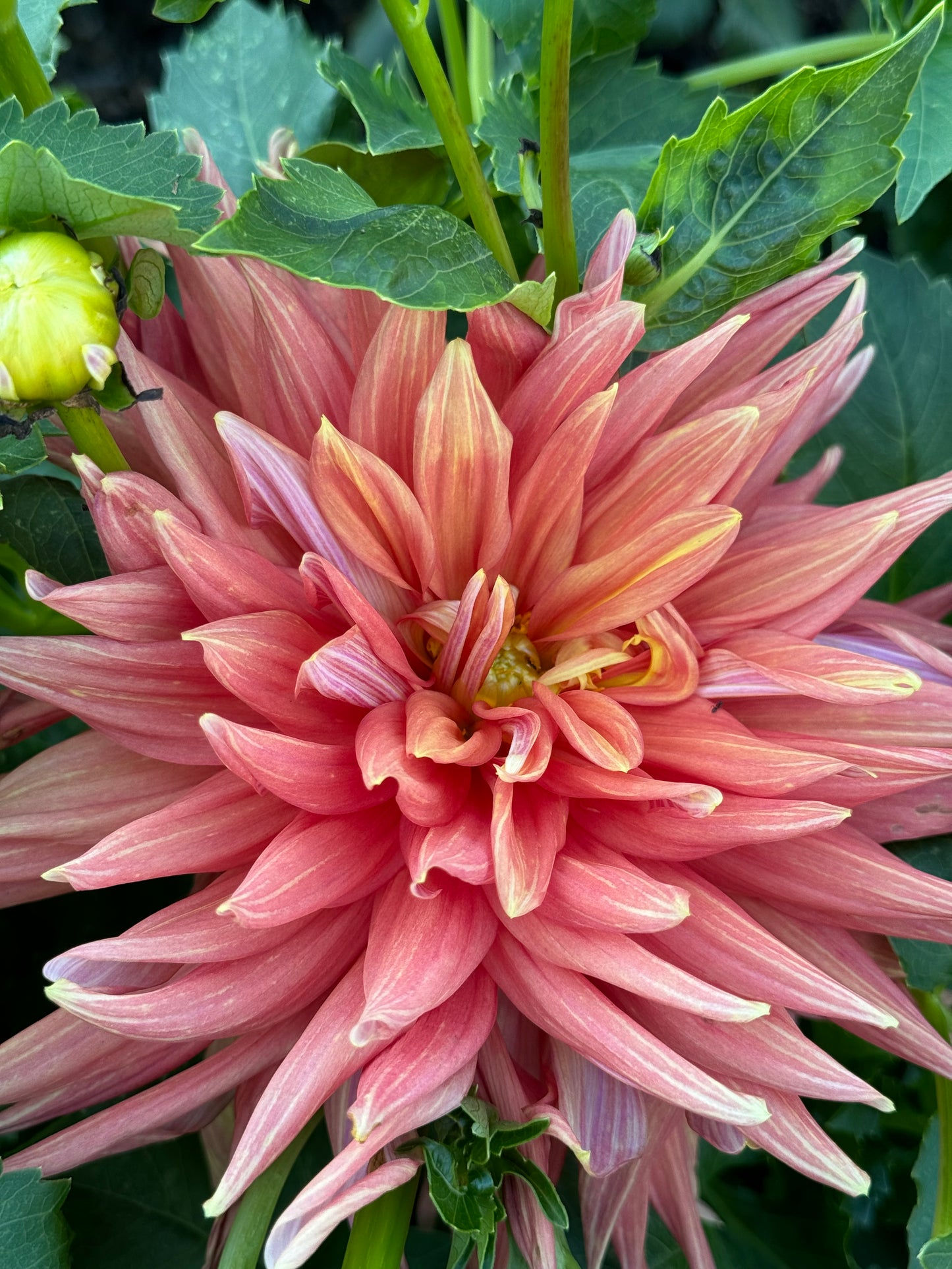 Gay Triumph Dahlia