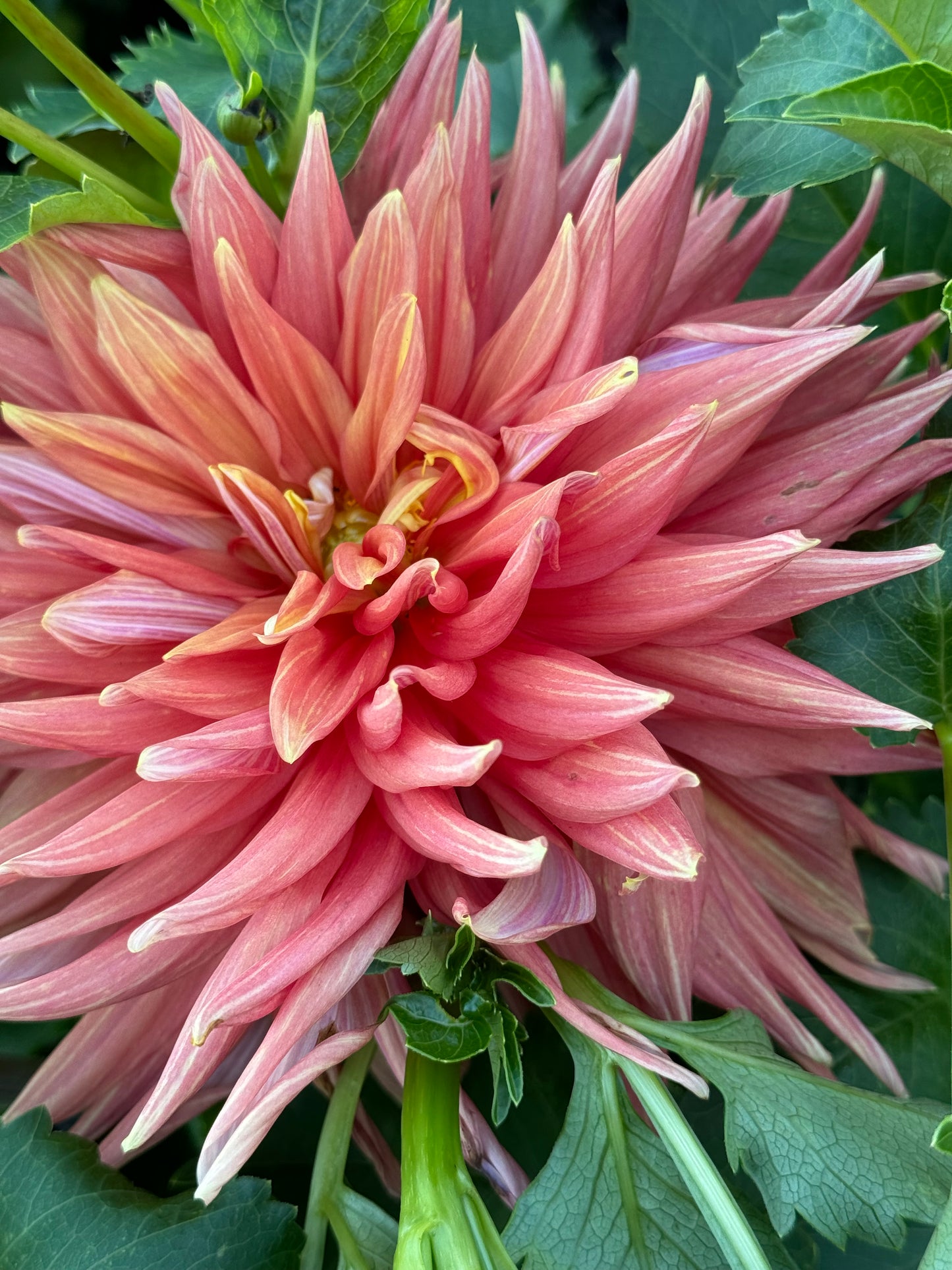 Gay Triumph Dahlia