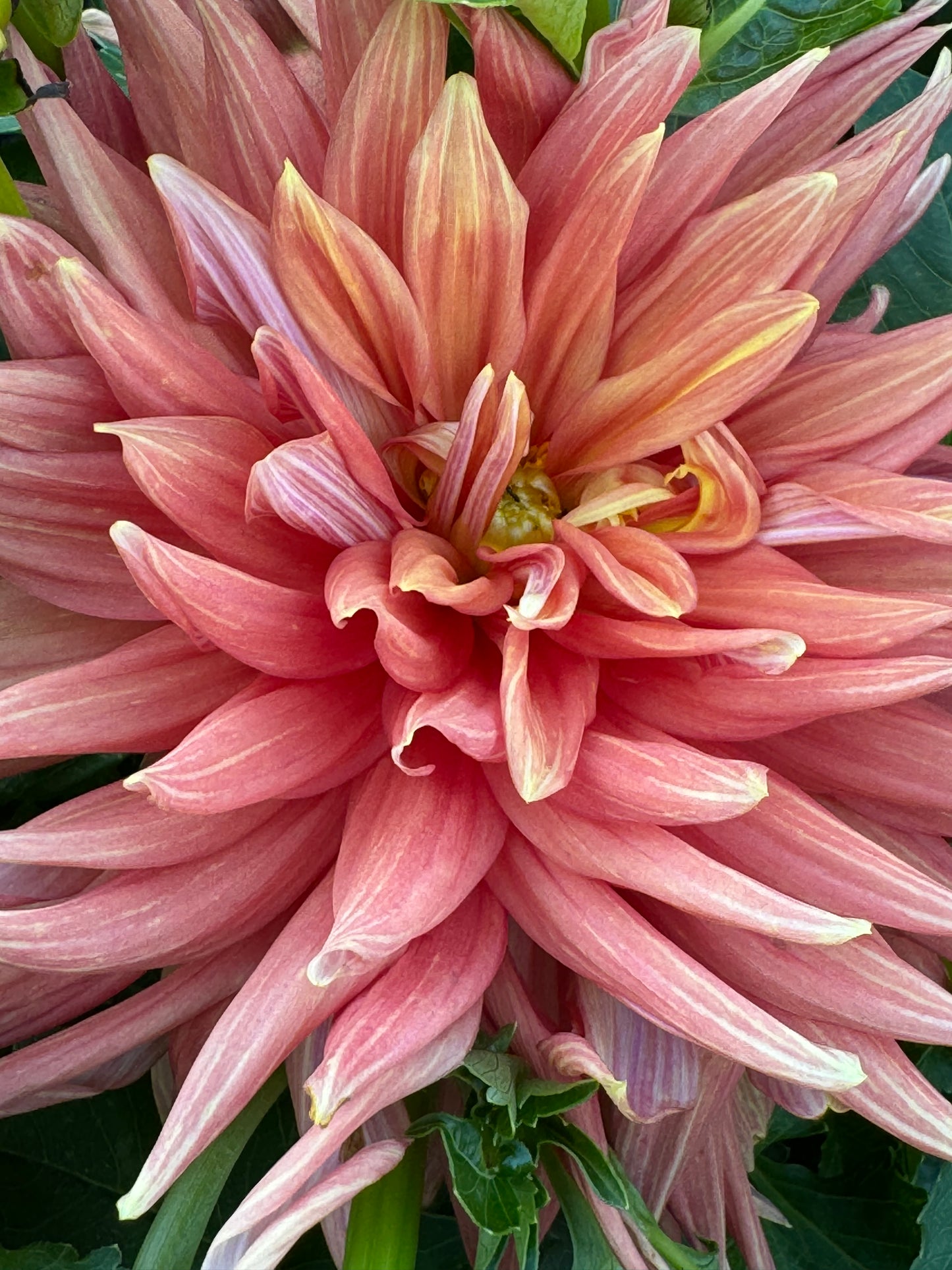 Gay Triumph Dahlia