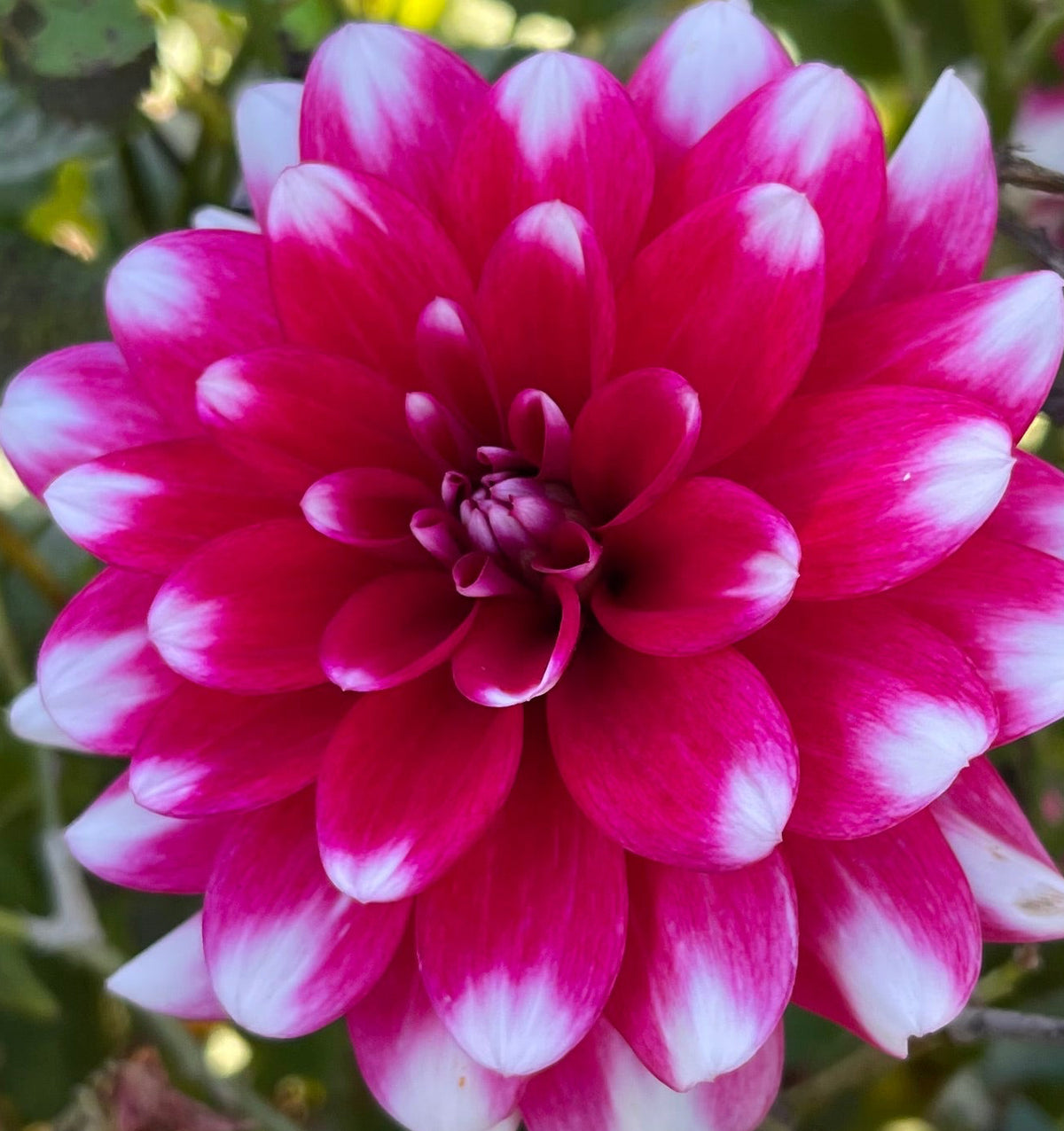 Sweet Anna Dahlia