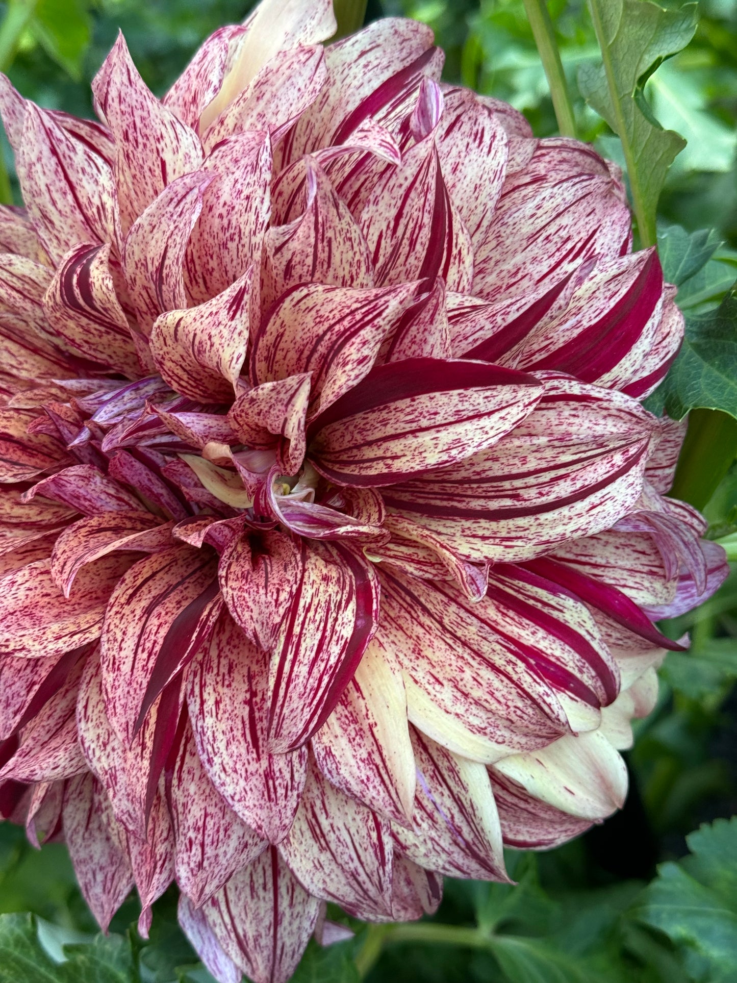 Harvey Koop Dahlia