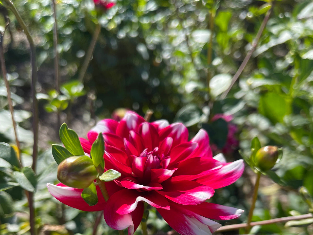 Sweet Anna Dahlia
