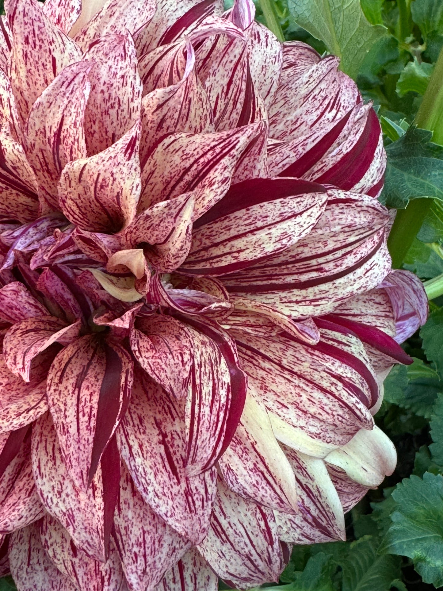 Harvey Koop Dahlia