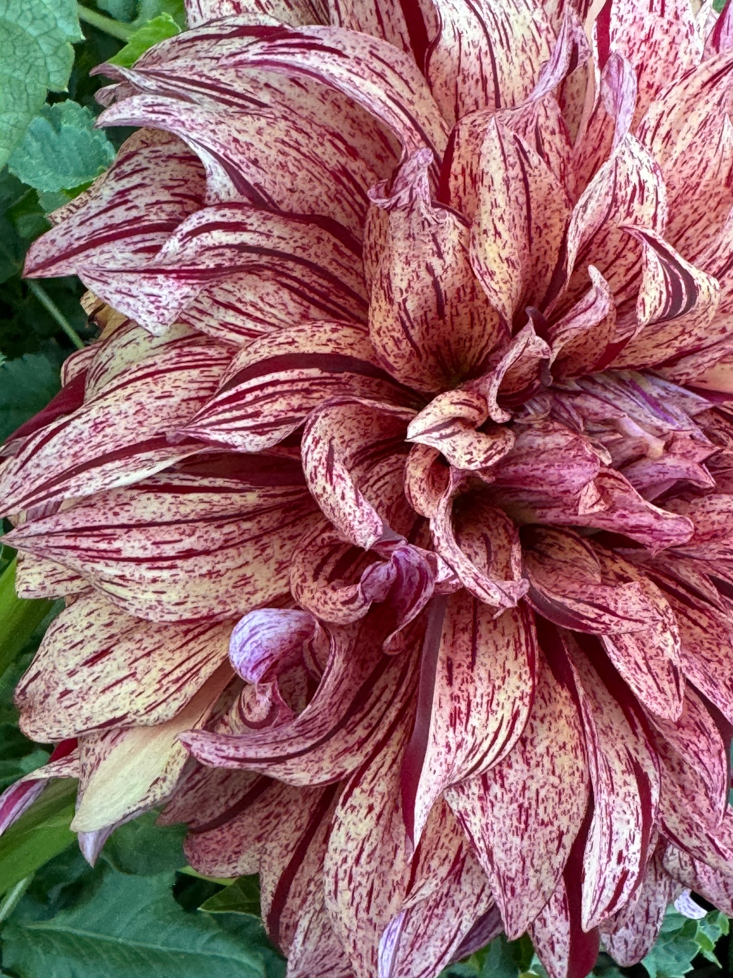 Harvey Koop Dahlia