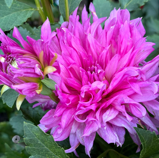 Elsie Huston Dahlia