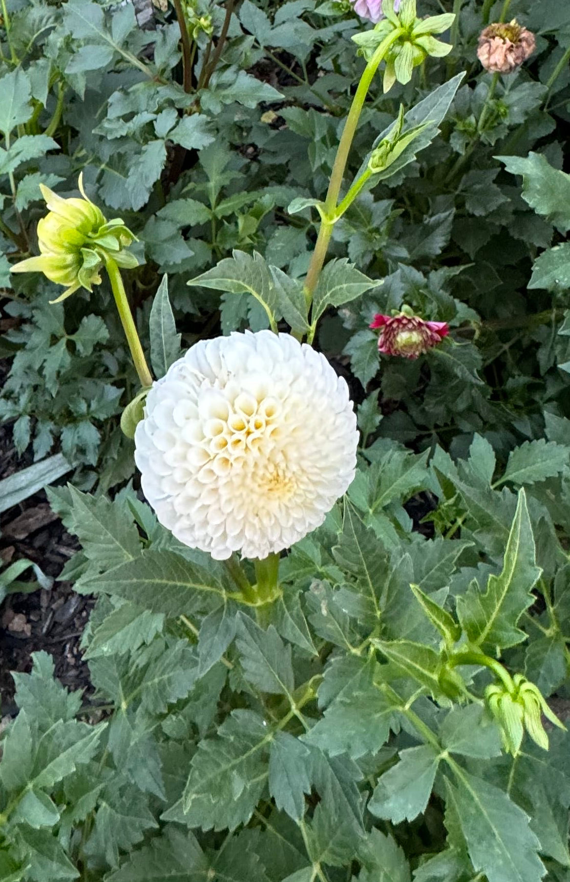 20th Avenue Tradition Dahlia