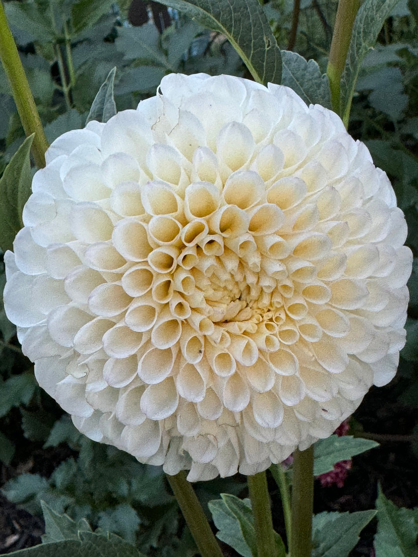 20th Avenue Tradition Dahlia