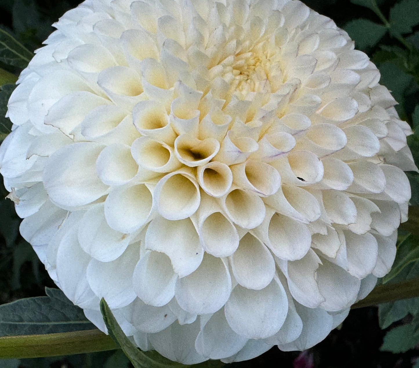 20th Avenue Tradition Dahlia