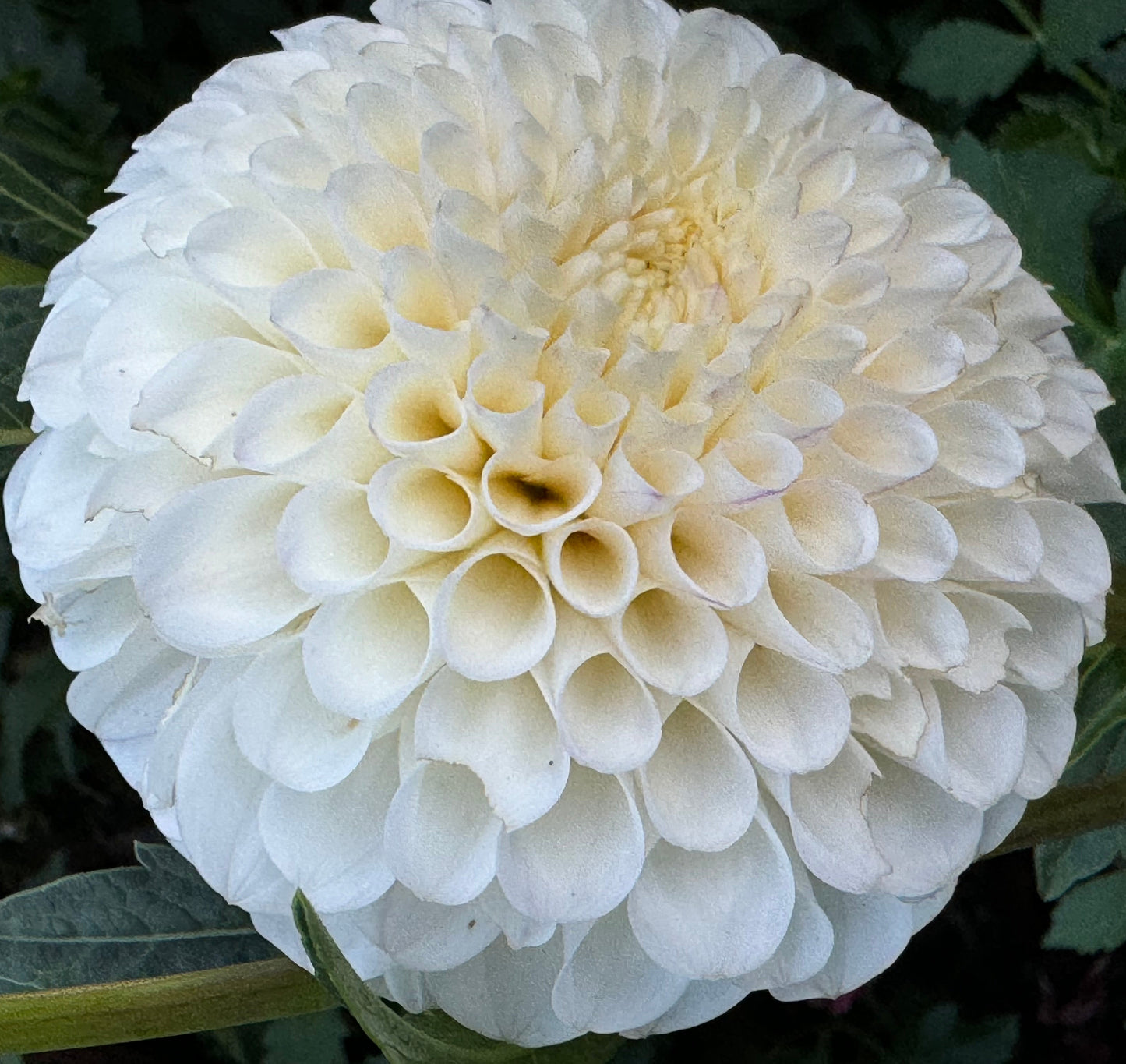 20th Avenue Tradition Dahlia