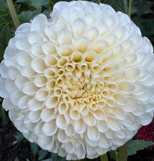 20th Avenue Tradition Dahlia