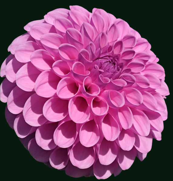 Robann Regal Dahlia