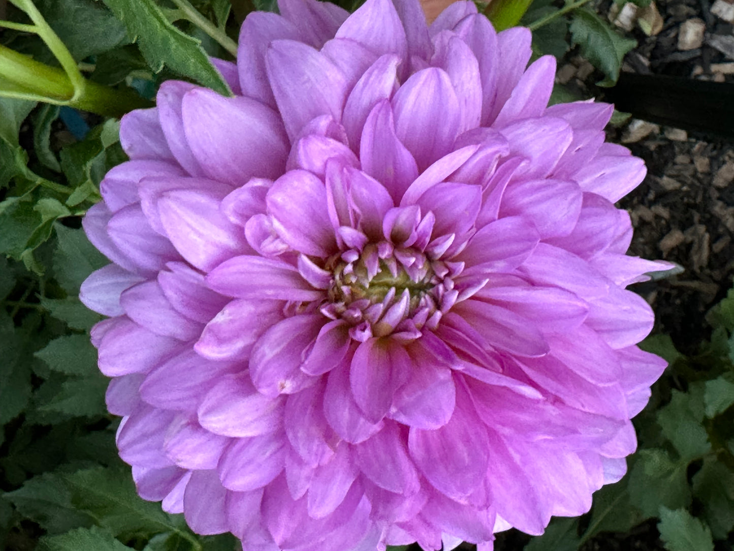 Ferncliff Inspiration Dahlia