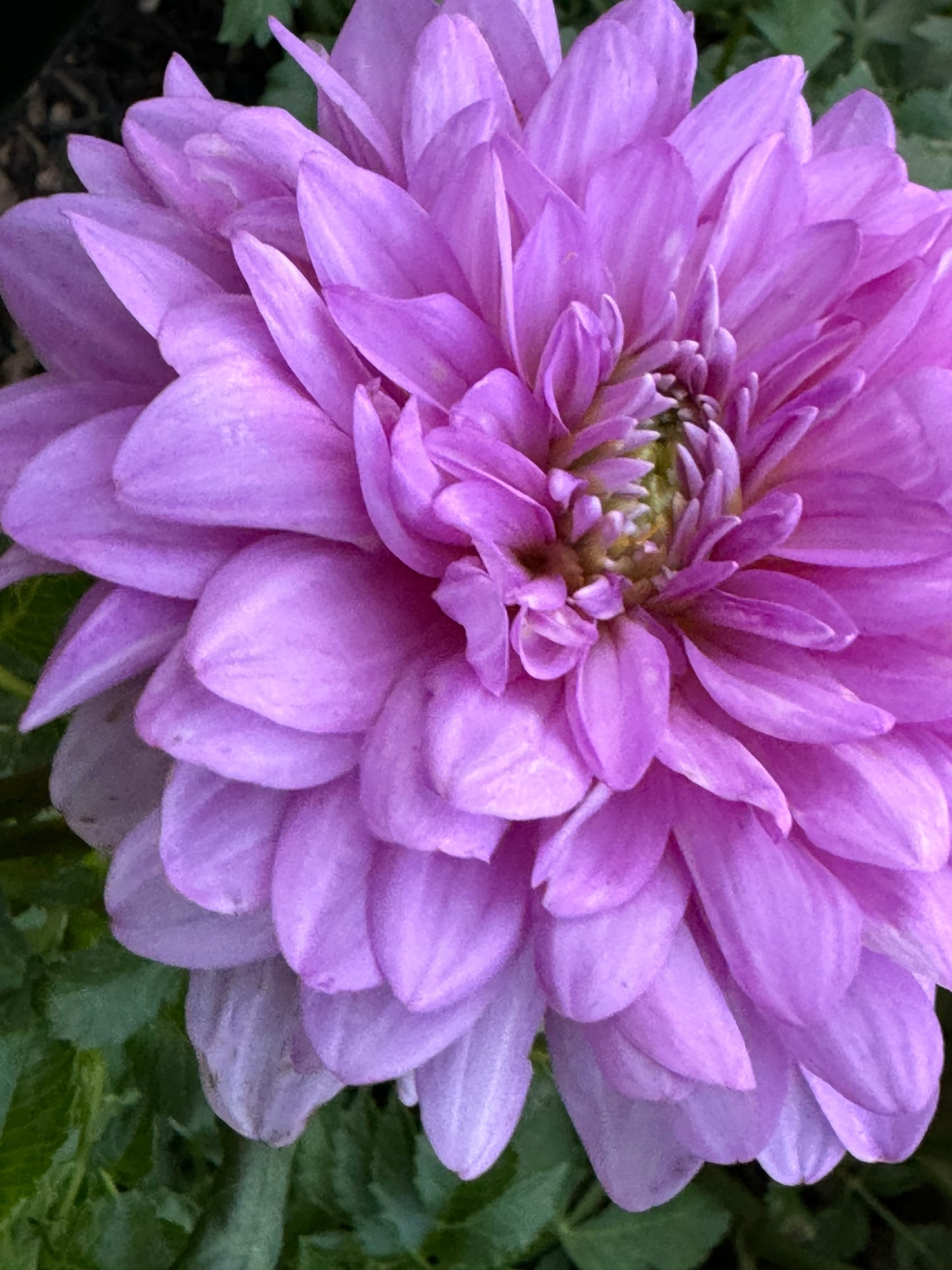 Ferncliff Inspiration Dahlia